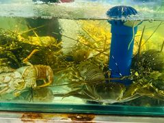 -亚马逊蒸汽活海鲜自助(LCM置汇旭辉广场店)