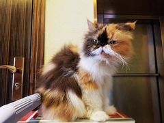 -more than meow吴止猫主题餐厅(承德 中船汇店)