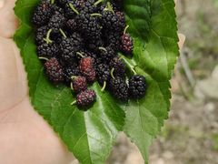 -合肥滨湖国家森林公园