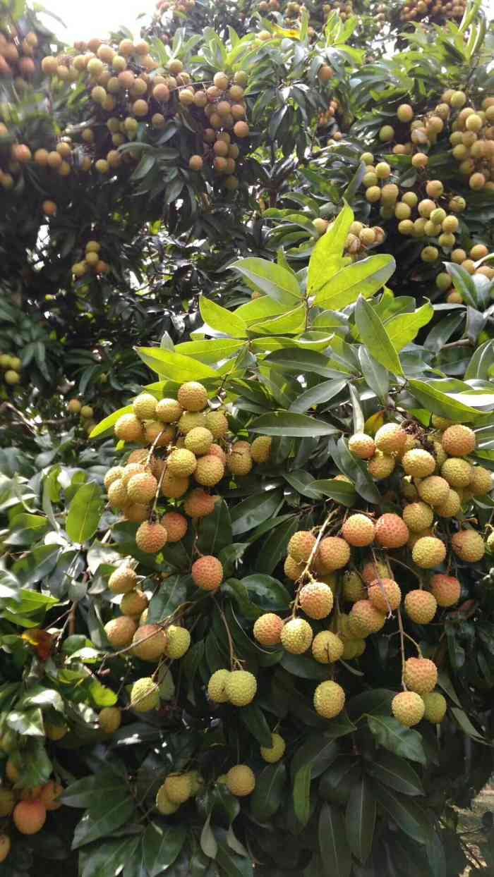从化深英荔枝黄皮龙眼采摘园-"上周朋友来摘了糯米糍回去分给大家,很