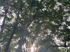 -西双版纳原始森林公园