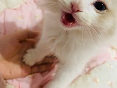 -达爱动物医院·犬猫分区·CT·复杂眼科(远洋山水分院)