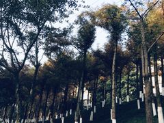 -重庆彩云湖湿地公园