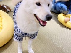 -逗柴咖啡屋·狗咖猫咖宠物桌游