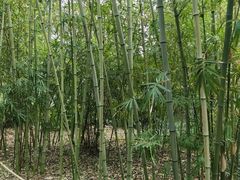-新虹桥中心花园