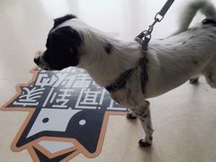 -美联众合动物医院·伴可分院·内科中心医院