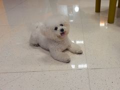 -帕帕拉兹宠物(亚洲旗舰店)