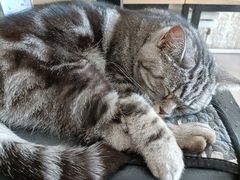 -平行世界·猫咖(首经贸店)