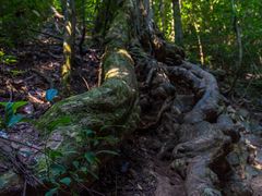 -西双版纳原始森林公园