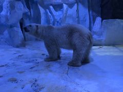 -芜湖新华联大白鲸海洋公园