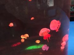 -泉城欧乐堡海洋极地世界