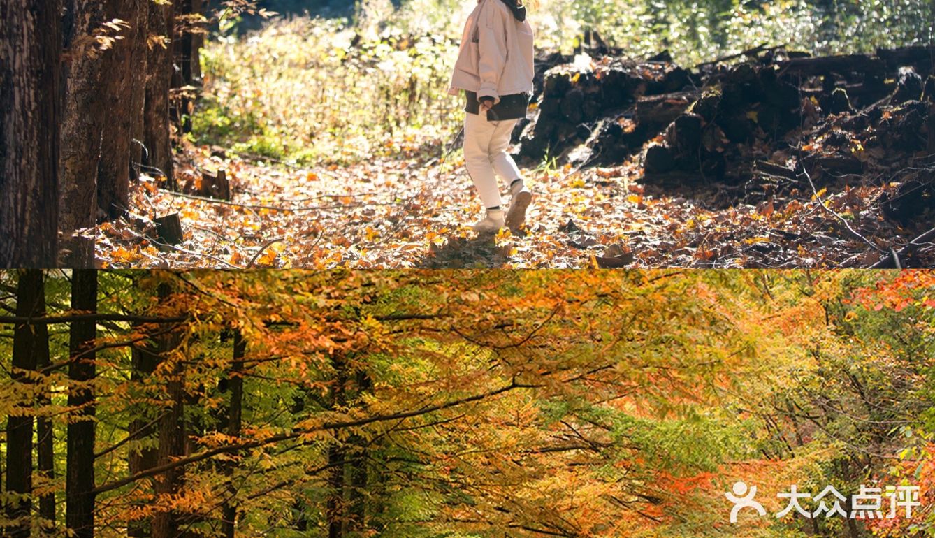 秦岭赏秋 | 这个十一假期,去看秦岭漫山红叶❗