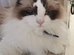 -藏猫猫咖啡主题馆(中央大道店)