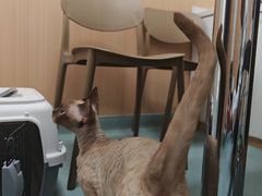 -瑞派·关忠动物医院·猫专科·犬专科(三环新城店)