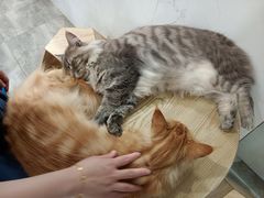 -楼上猫咖(罗湖店)