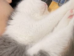 -lincat·猫舍(广州店)