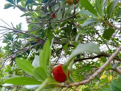 -塘栖枇杷特色园区