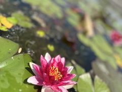 -白洋淀景区