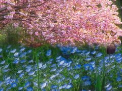 -上海共青森林公园