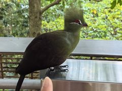 -新加坡飞禽公园