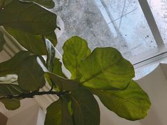 -Onirii Coffee(长乐路店)