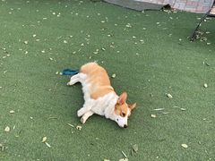 -宠物寄养训练学校