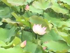 石家庄植物园-石家庄市植物园