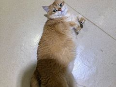 -藏猫猫咖啡主题馆(中央大道店)