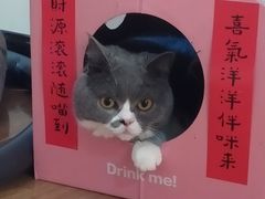 -滚猫咖啡·猫咖·猫友好撸猫(未来城店)