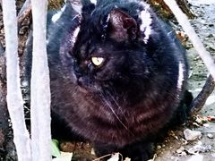 -纳吉亚猫专科动物诊疗中心(蒋宅口分院)