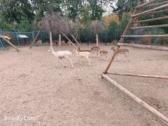 -北京麋鹿生态实验中心