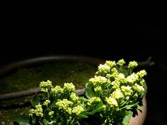 -桂语山房(满觉陇店)