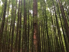 -山王坪喀斯特国家生态公园