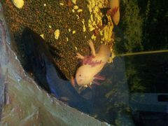android_upload_pic-上海大自然野生昆虫馆