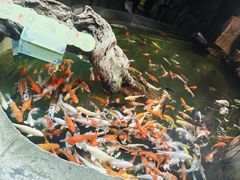 -正佳雨林生态植物园