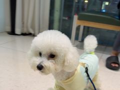 -帕帕拉兹宠物(亚洲旗舰店)