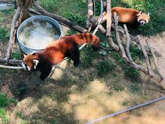-西霞口神雕山野生动物世界