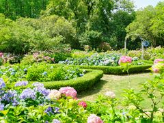 -上海共青森林公园