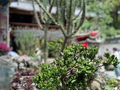 -寂照庵