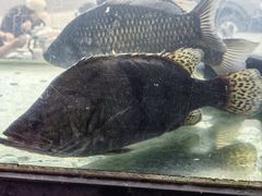 -品鲜村农家菜·阳澄湖大闸蟹(总店)