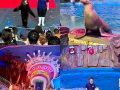 -烟台海昌鲸鲨海洋公园