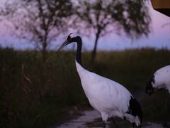 -黑龙江扎龙生态旅游区