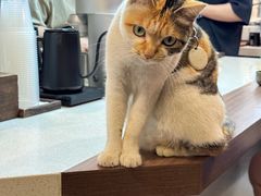 -Again Coffee Roaster(香蜜湖店)