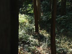 -大罗山风景区