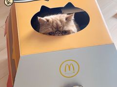 -麦当劳(曲阳店)