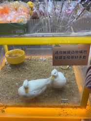 -神奇动物撸宠馆·羊驼·小浣熊·异宠(豫园店)