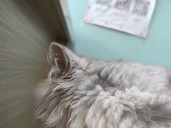 -嘉馨宠物医院·CT影像转诊·心脏科·犬猫全科诊疗中心(下沙大学城院区)