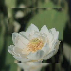 -水八仙生态园