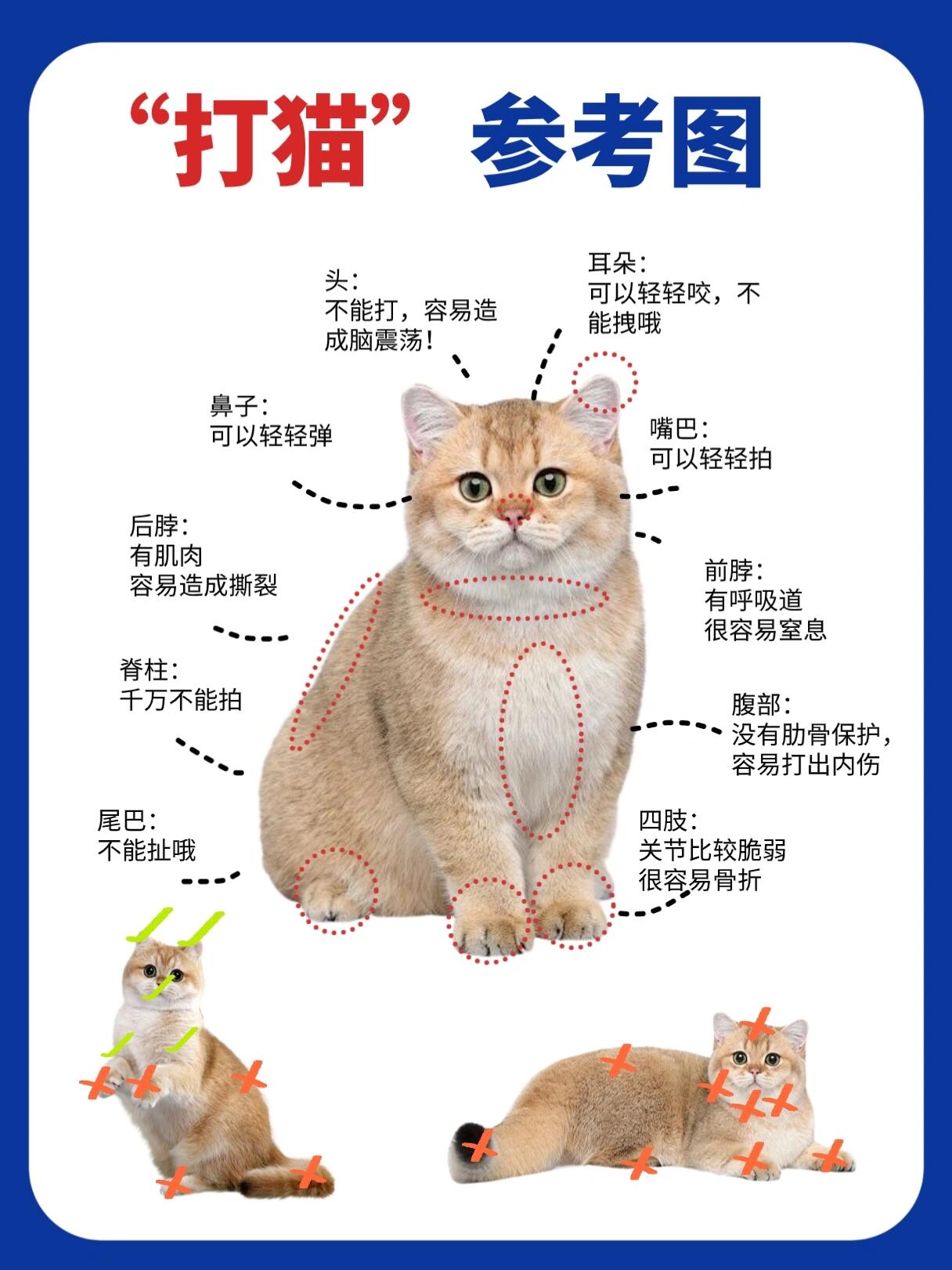 nekoda猫打图片