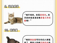 -翊宠yipet猫狗购宠庄园犬舍•猫舍